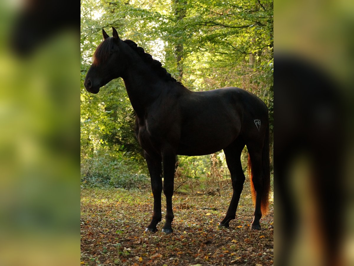 PRE Hengst 3 Jaar 162 cm Zwart in Markt Taschendorf