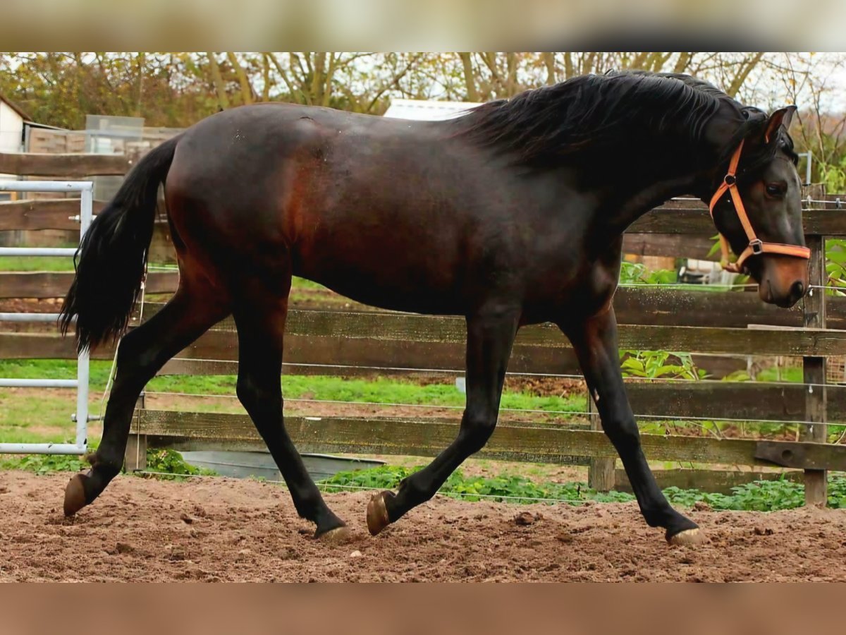 PRE Hengst 3 Jaar 163 cm Donkerbruin in Polenz