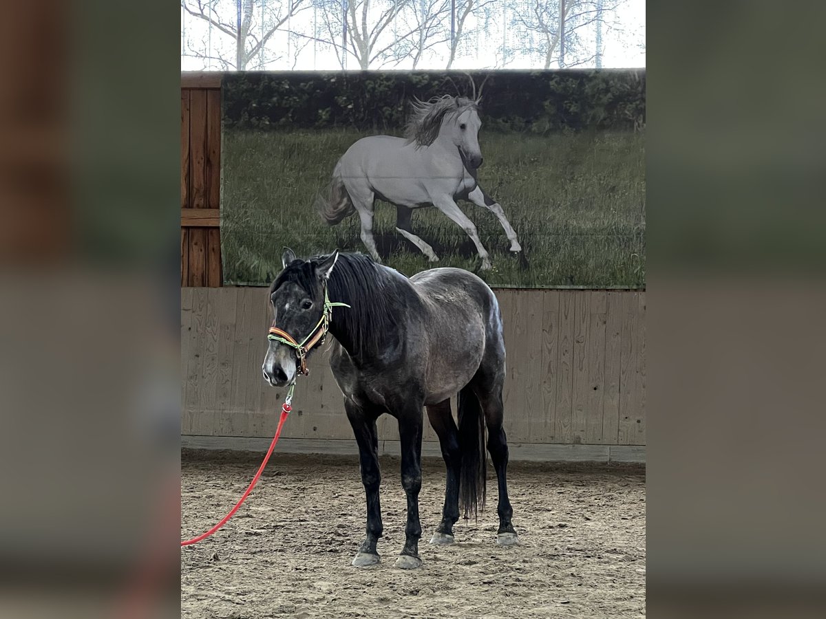 PRE Hengst 3 Jaar 163 cm kan schimmel zijn in Steinebach