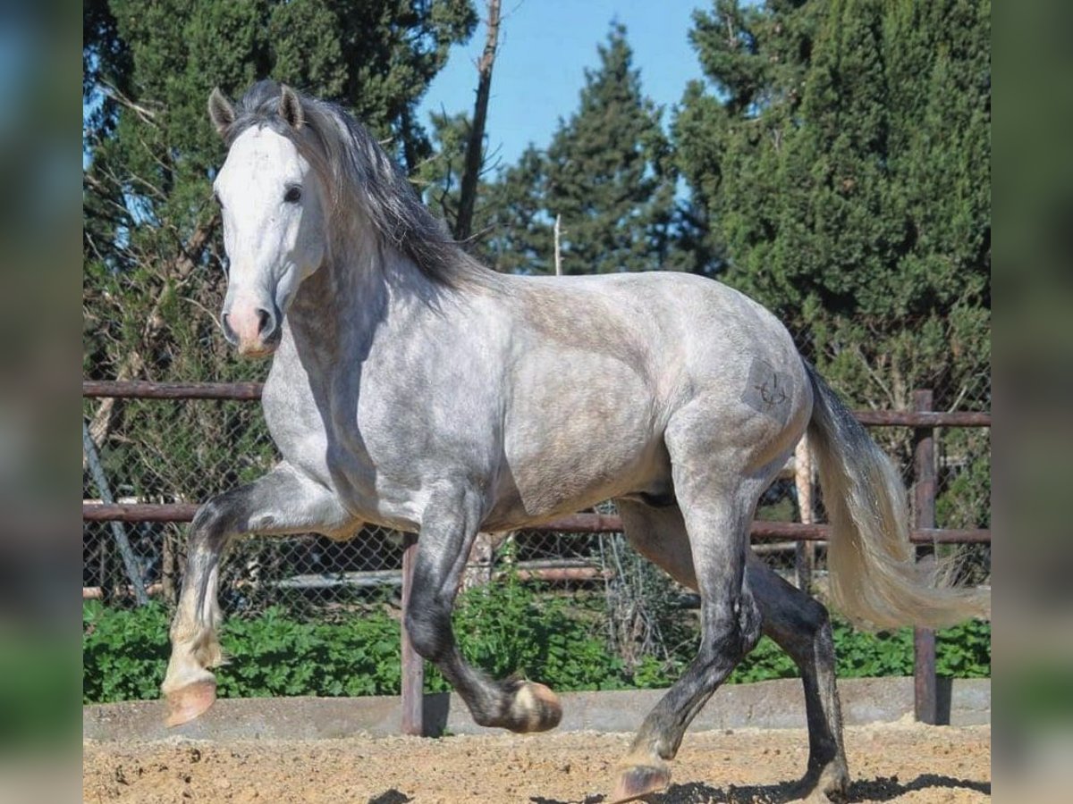 PRE Hengst 3 Jaar 163 cm Schimmel in Jerez de la Frontera