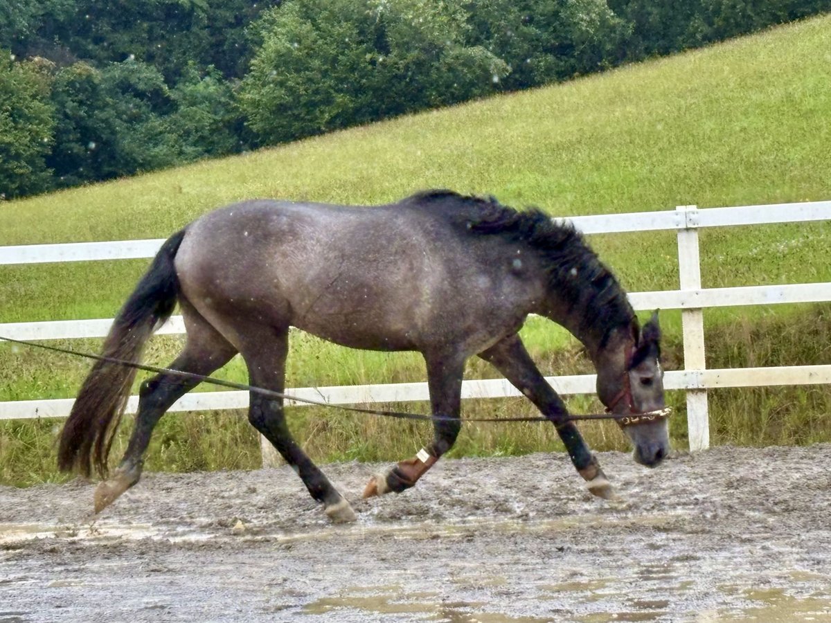 PRE Mix Hengst 3 Jaar 163 cm Zwartschimmel in Sigmarszell