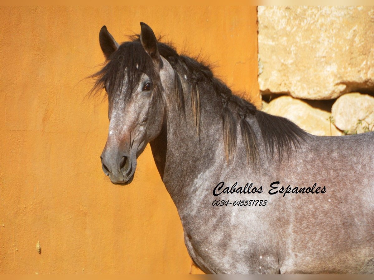 PRE Hengst 3 Jaar 164 cm Brown Falb schimmel in Vejer de la Frontera