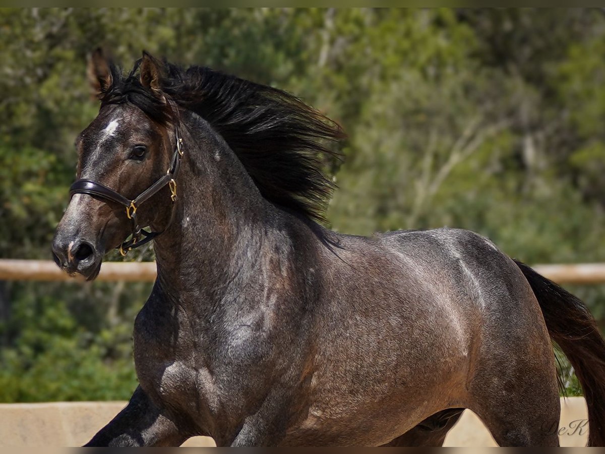 PRE Hengst 3 Jaar 164 cm Schimmel in Manacor