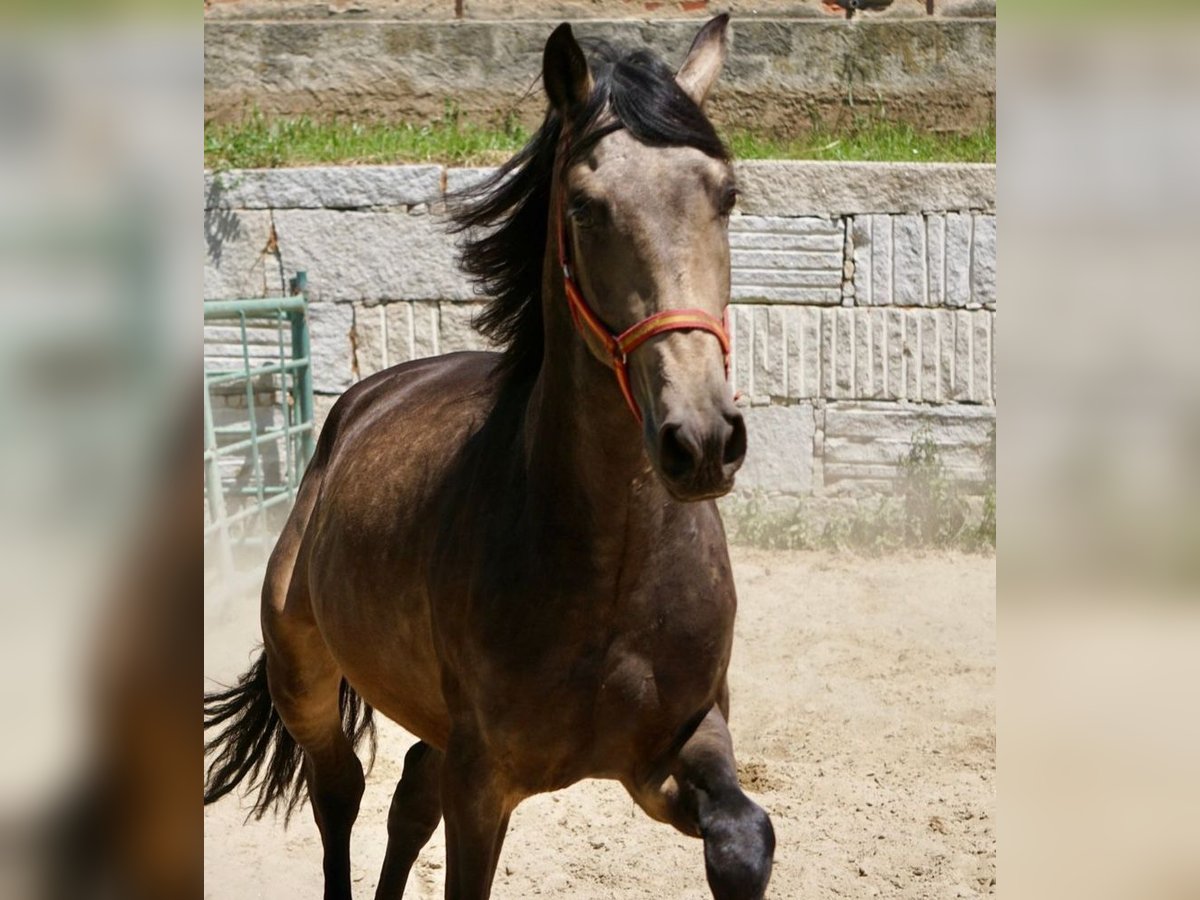 PRE Hengst 3 Jaar 165 cm Falbe in Vilamarín