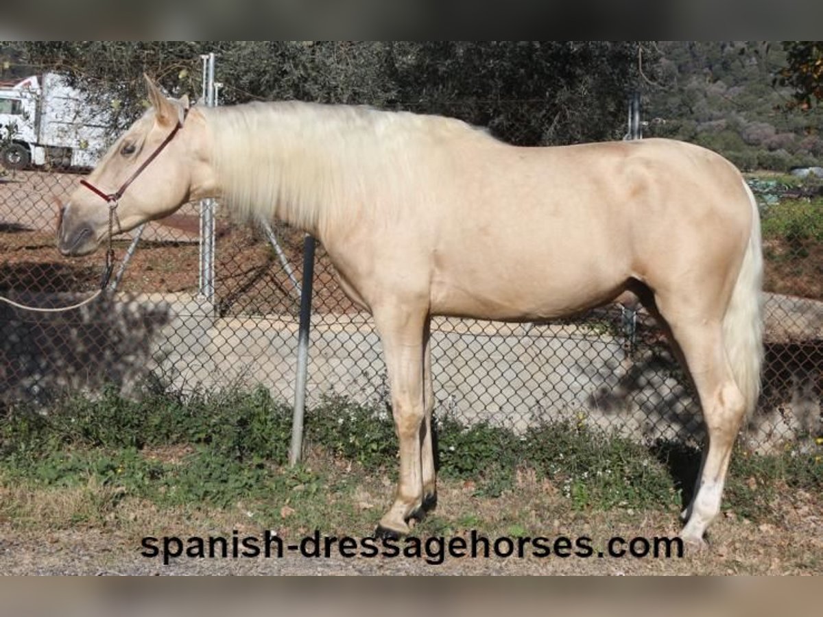 PRE Mix Hengst 3 Jaar 165 cm Palomino in Barcelona