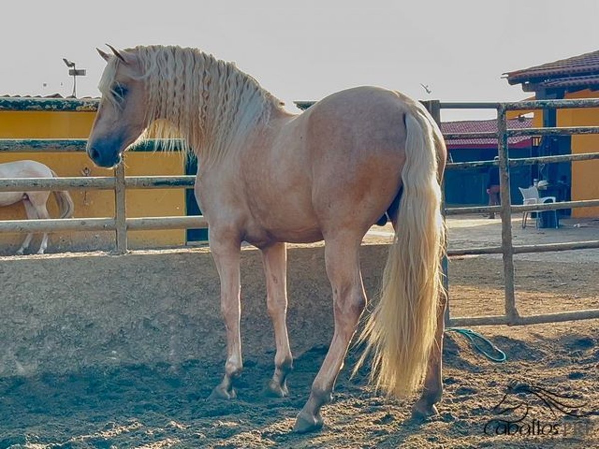 PRE Hengst 3 Jaar 165 cm Palomino in Barcelona