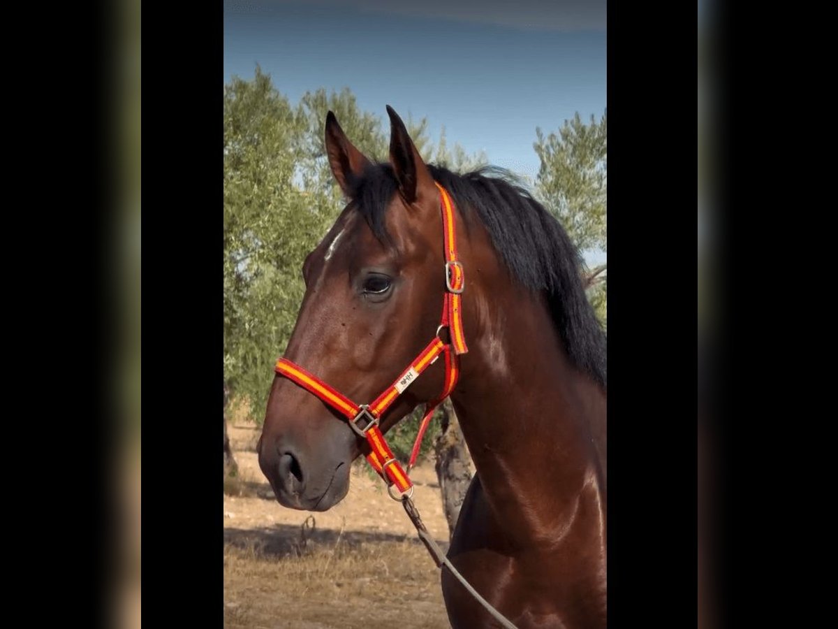 PRE Mix Hengst 3 Jaar 165 cm Roodbruin in Badajoz