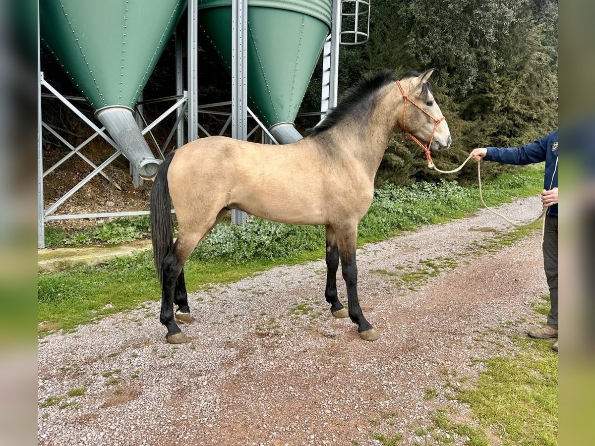 PRE Mix Hengst 3 Jaar 165 cm Schimmel in Galaroza (Huelva)