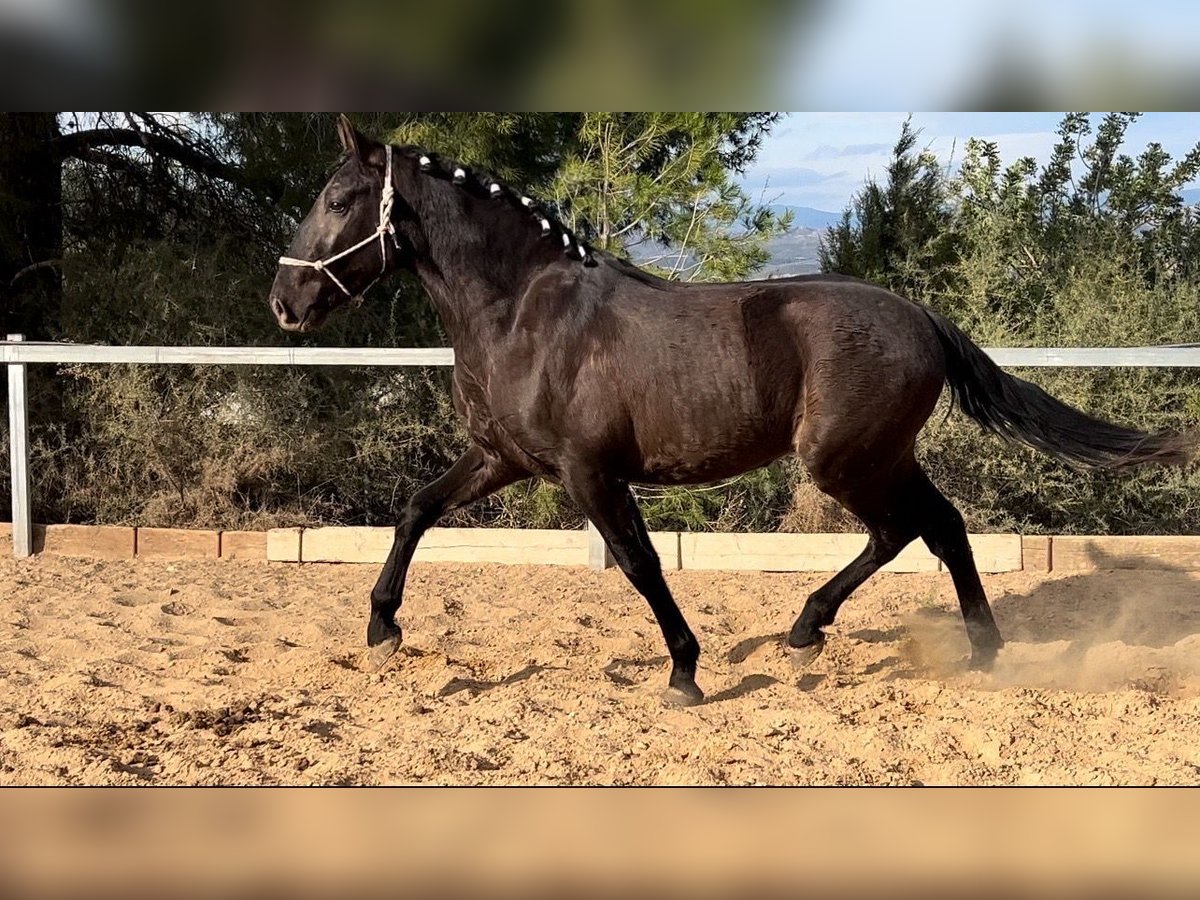 PRE Hengst 3 Jaar 165 cm Zwart in Pedralba