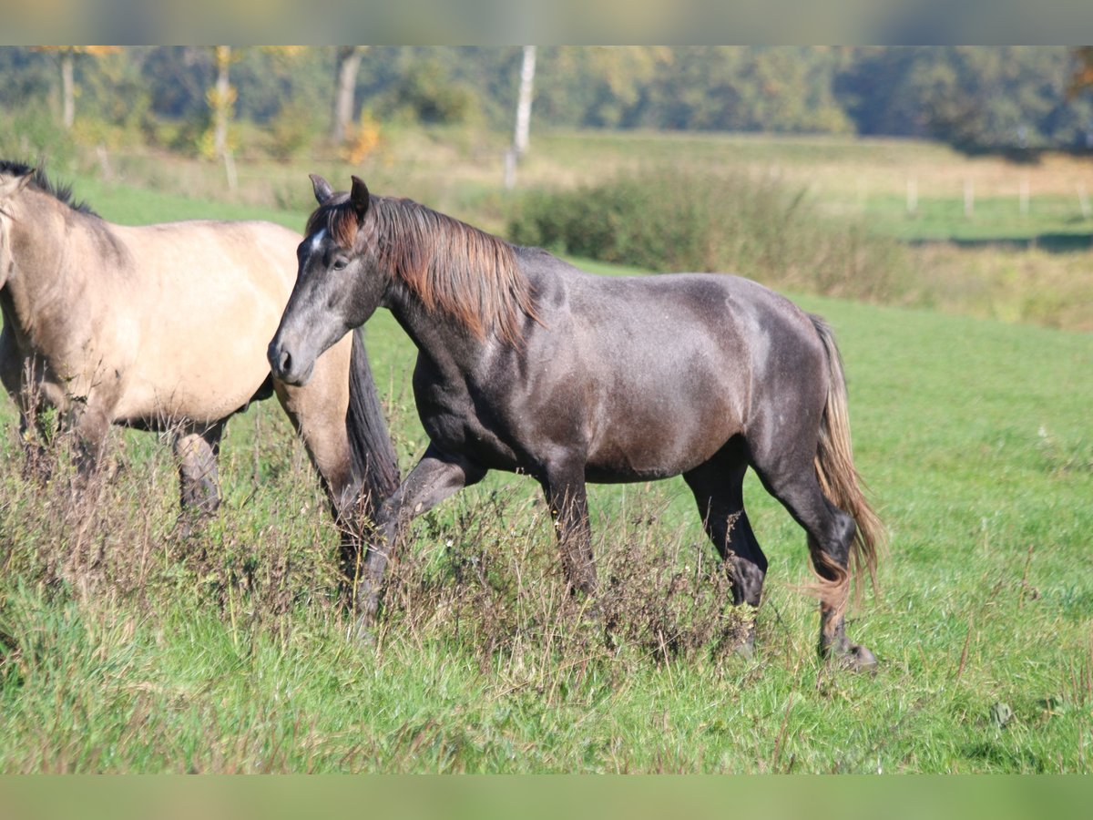 PRE Hengst 3 Jaar 165 cm Zwartschimmel in Bibertal