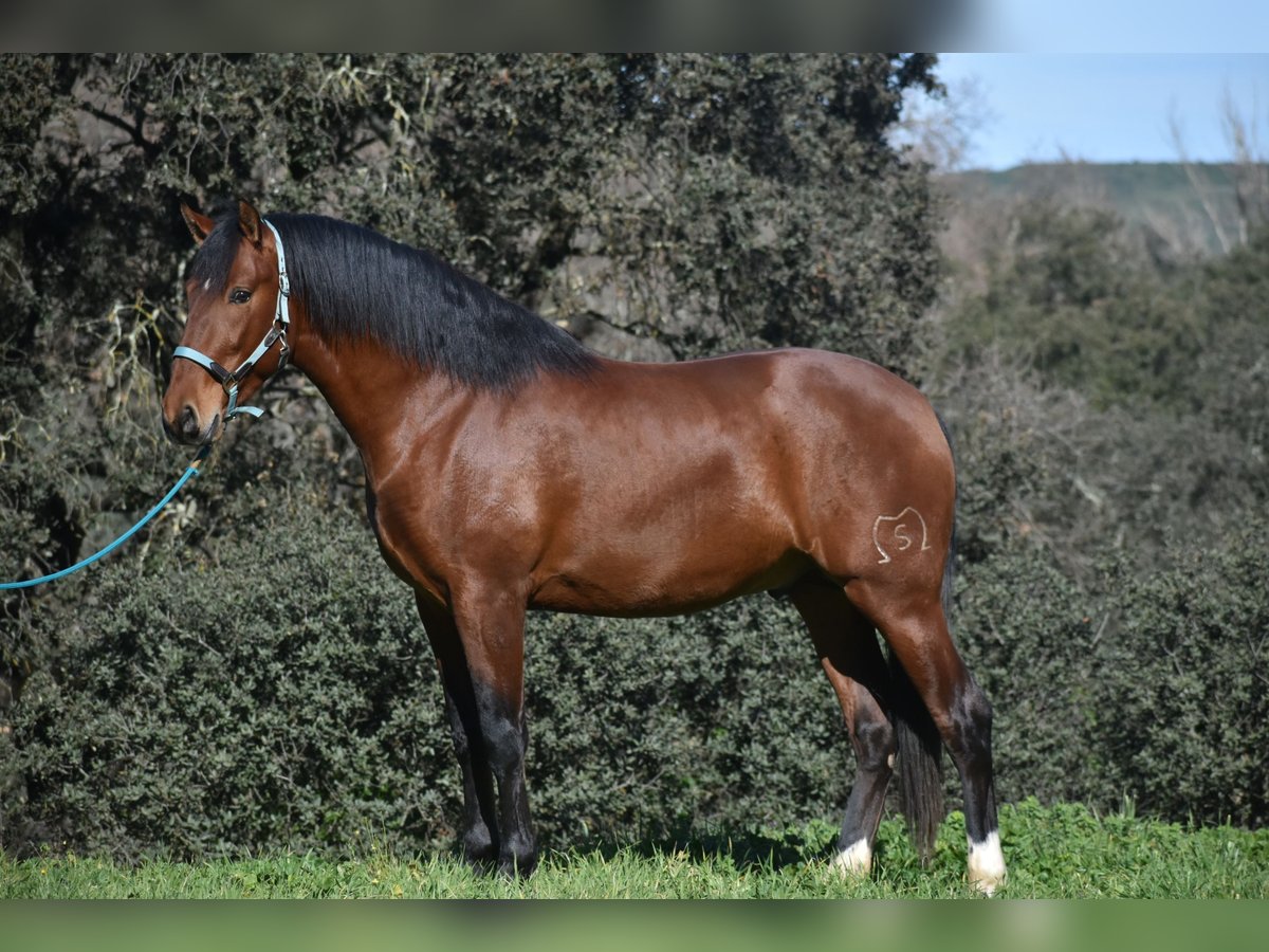 PRE Hengst 3 Jaar 166 cm Bruin in El Real De La Jara, Sevilla