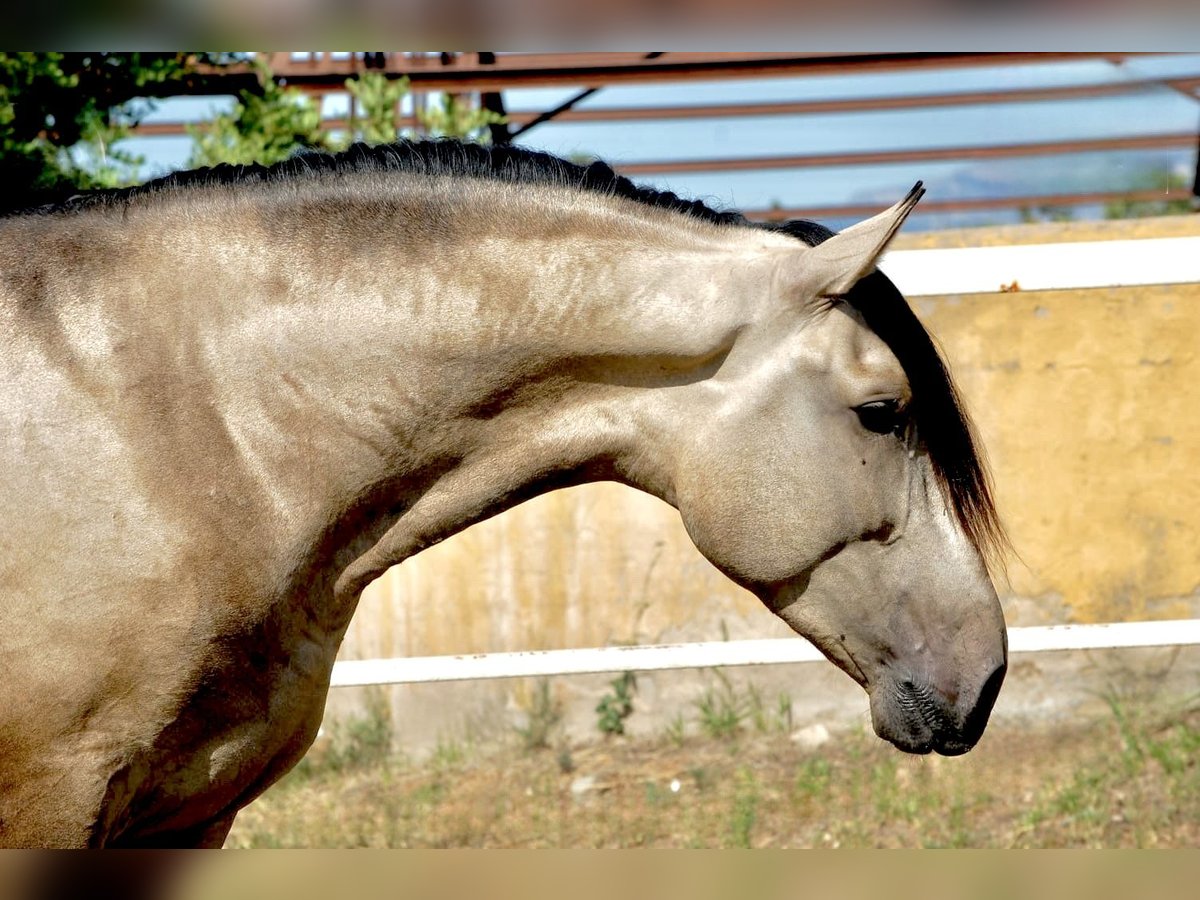 PRE Hengst 3 Jaar 167 cm Buckskin in Tarragona