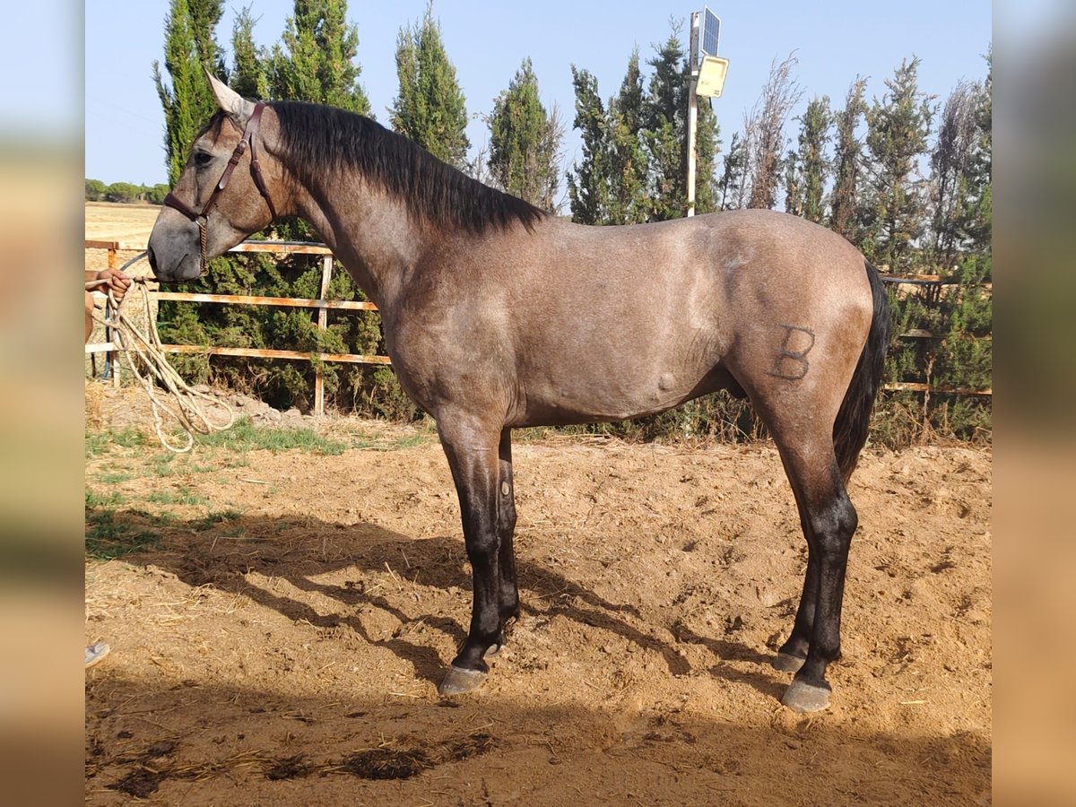 PRE Hengst 3 Jaar 167 cm Schimmel in Trebujena