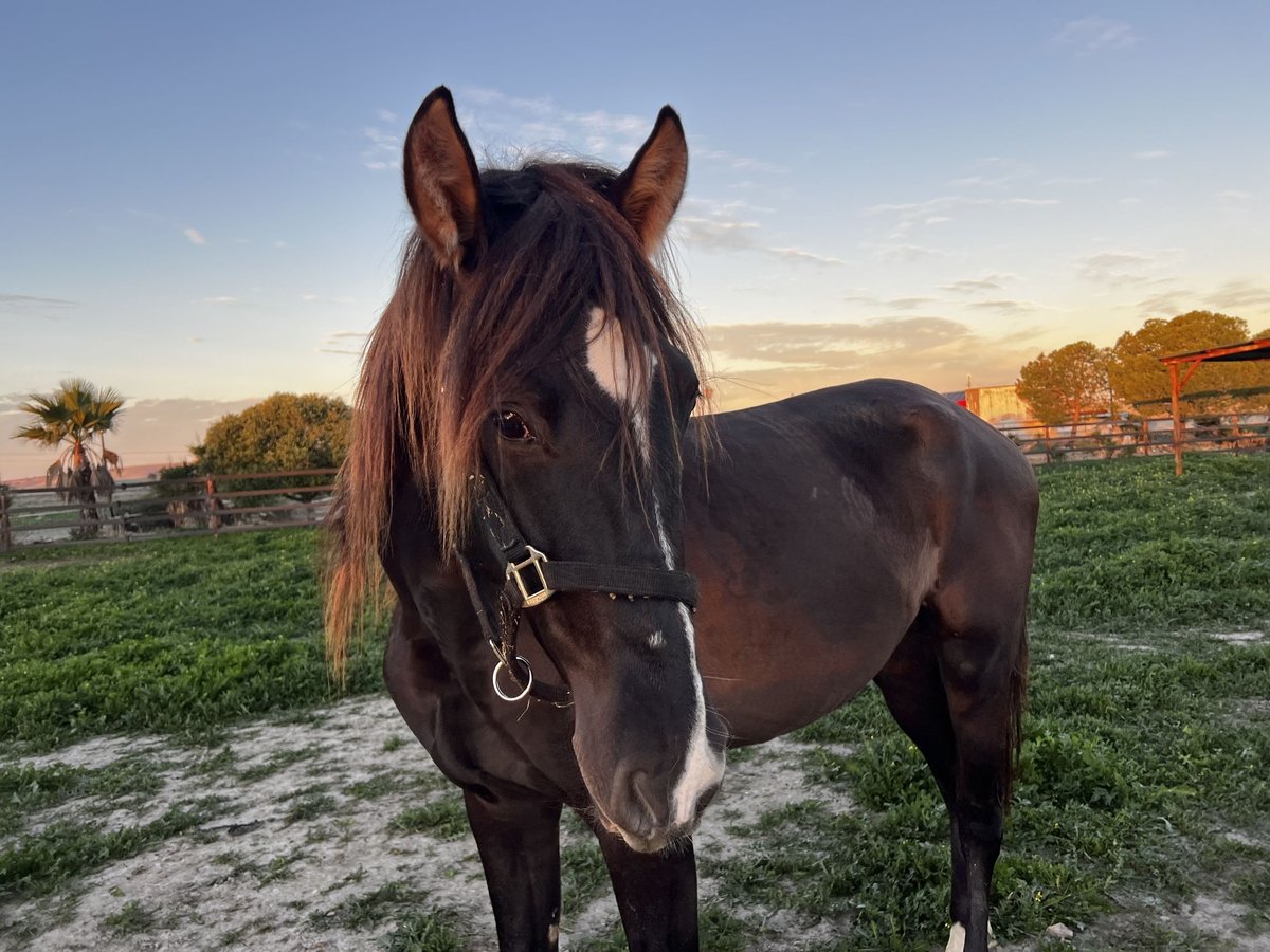 PRE Hengst 3 Jaar 167 cm Zwartbruin in Jerez de la Frontera