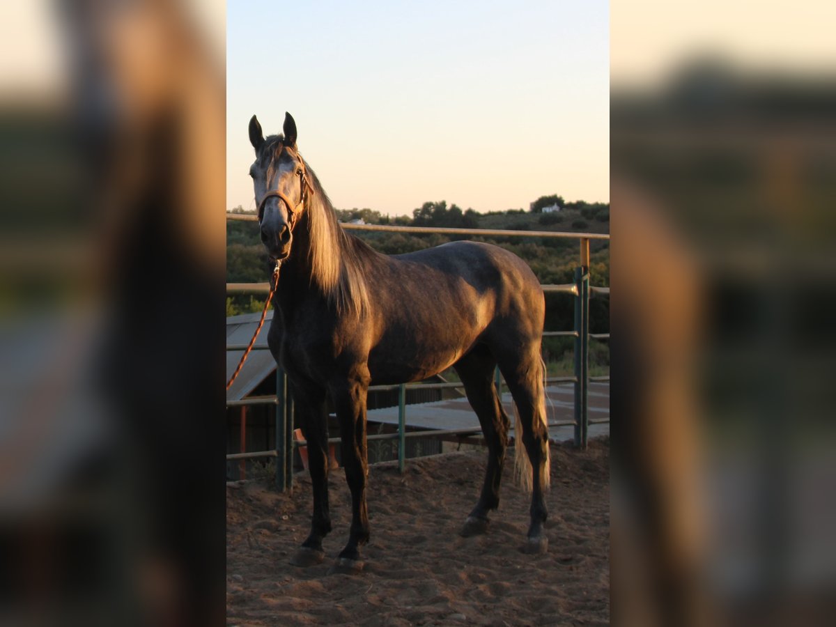 PRE Mix Hengst 3 Jaar 169 cm Schimmel in Vejer de la Frontera