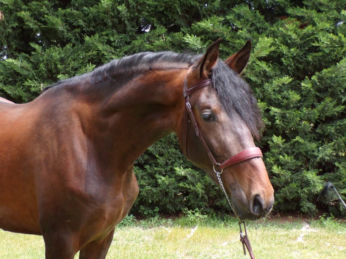 PRE Hengst 3 Jaar 170 cm Bruin in Logroño