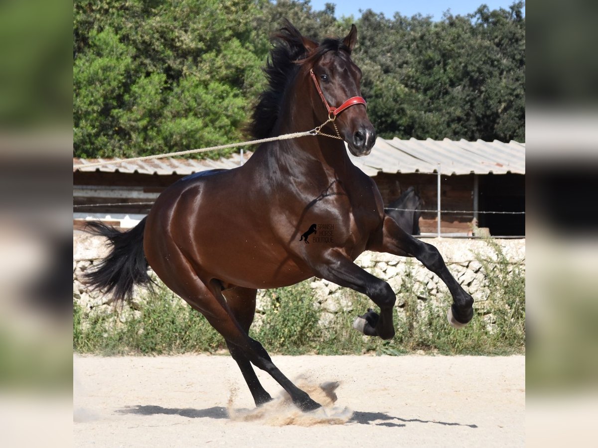 PRE Hengst 3 Jaar 170 cm Bruin in Menorca