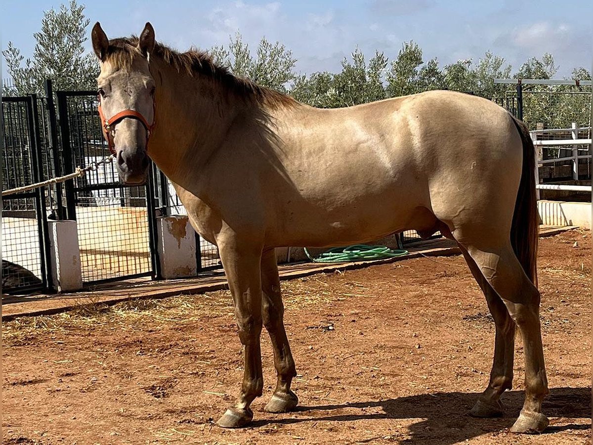 PRE Mix Hengst 3 Jaar 170 cm Perlino in Malága