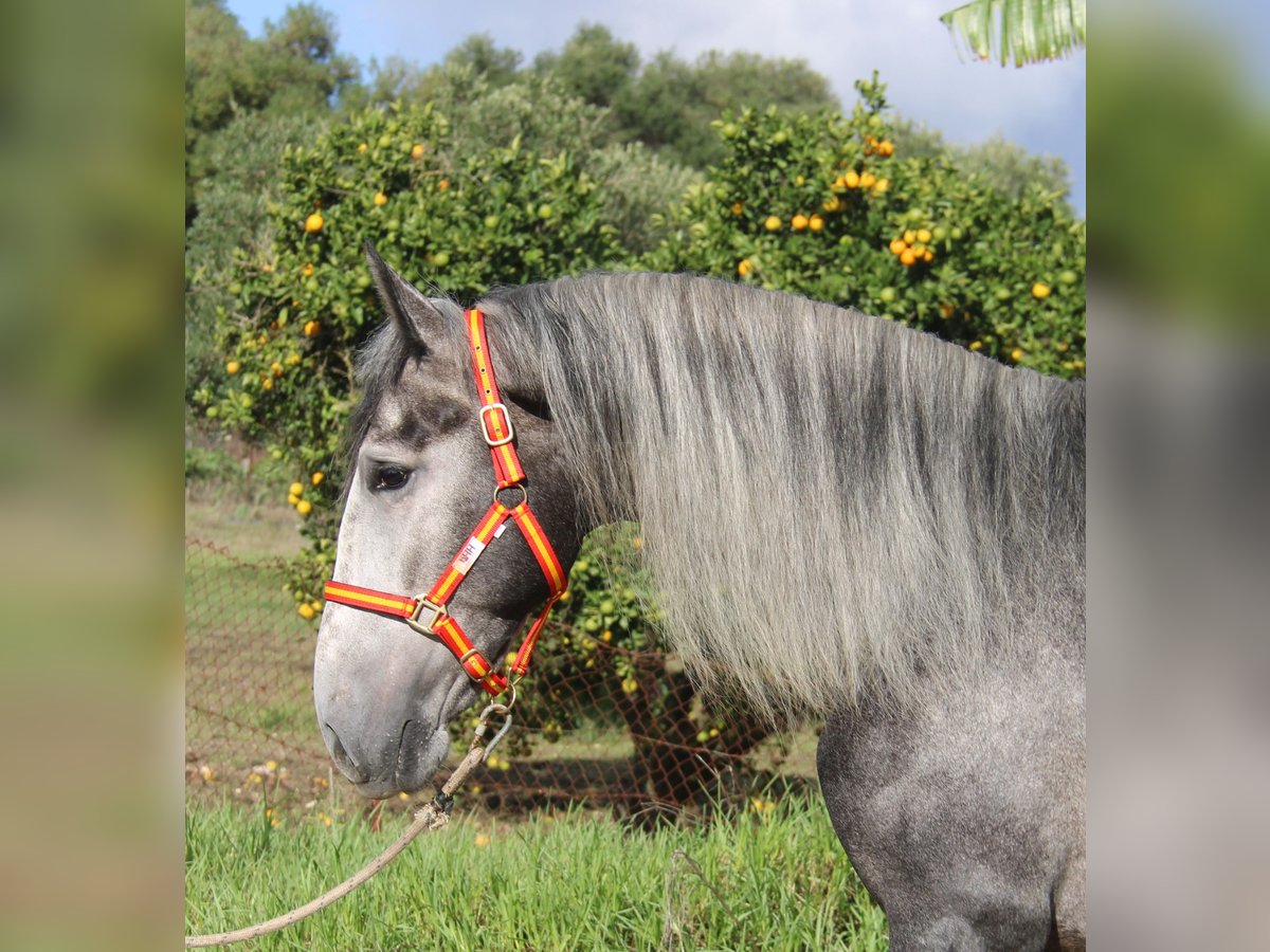 PRE Mix Hengst 3 Jaar 170 cm Schimmel in Vejer de la Frontera