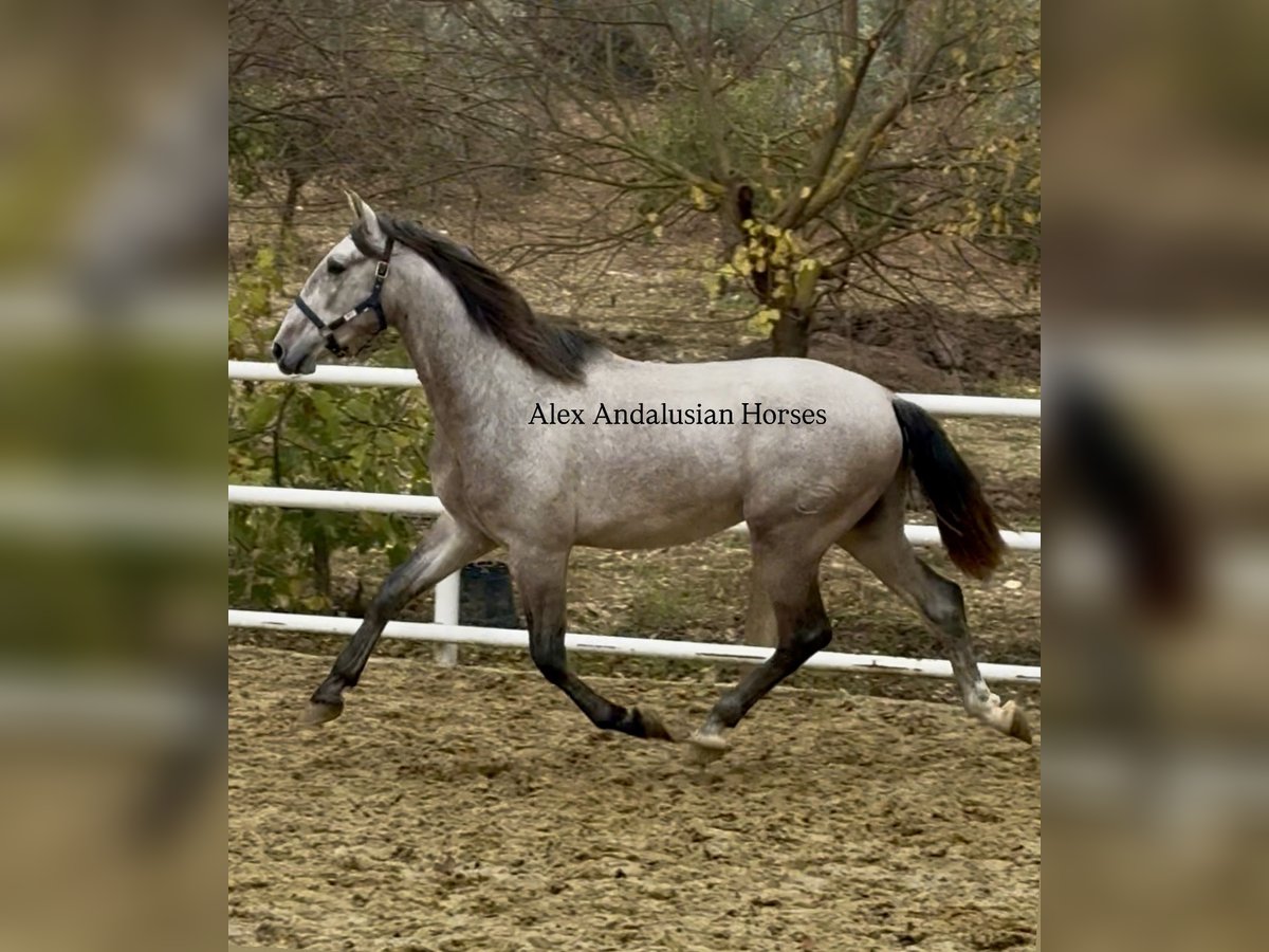 PRE Mix Hengst 3 Jaar 170 cm Schimmel in Sevilla