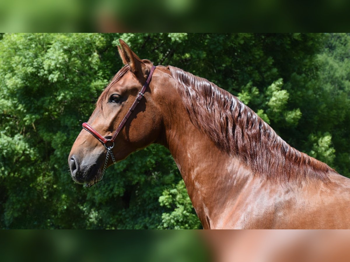 PRE Mix Hengst 3 Jaar 170 cm Vos in CAUMONT