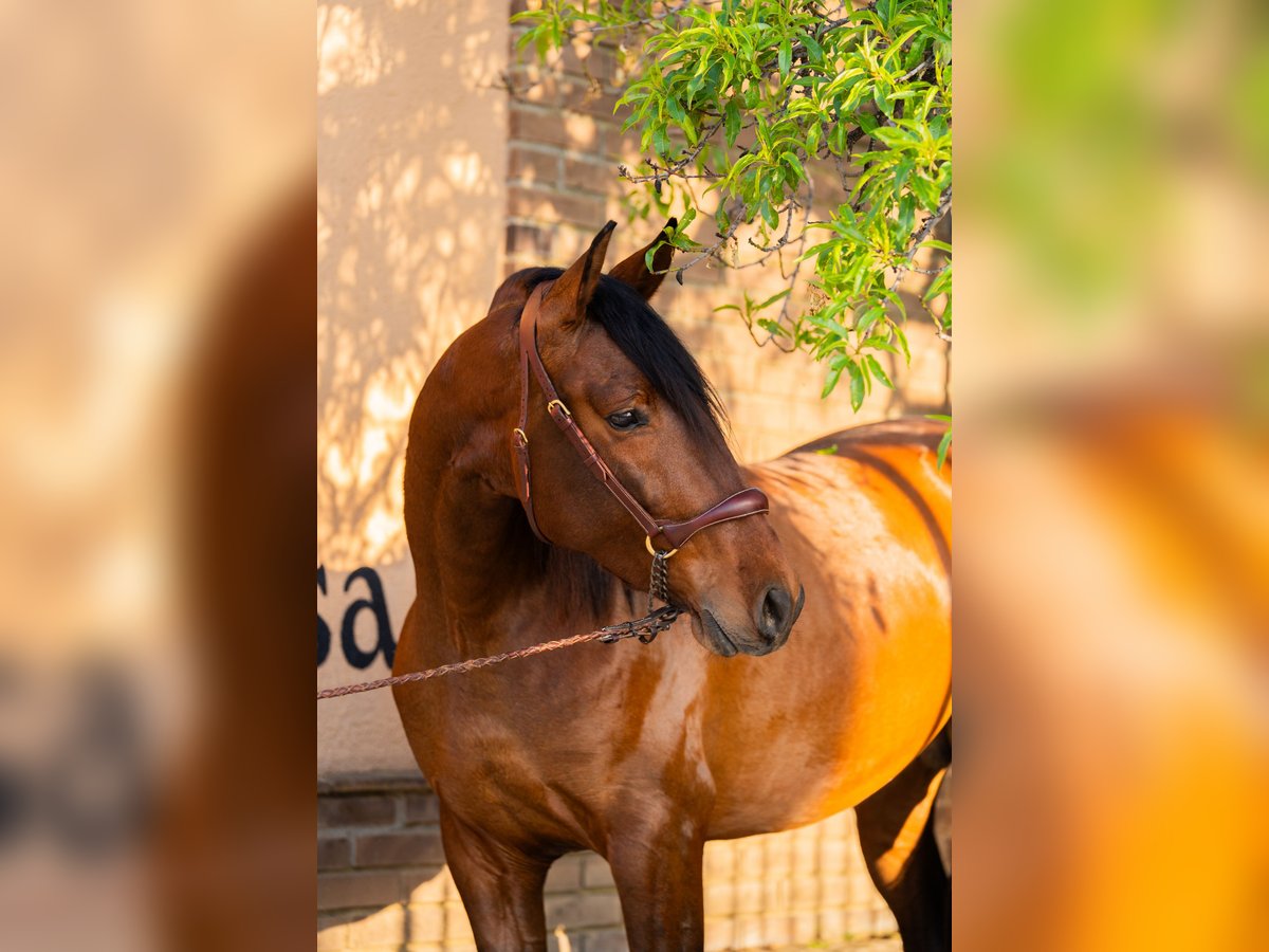 PRE Hengst 3 Jaar 63 cm Bruin in Falset