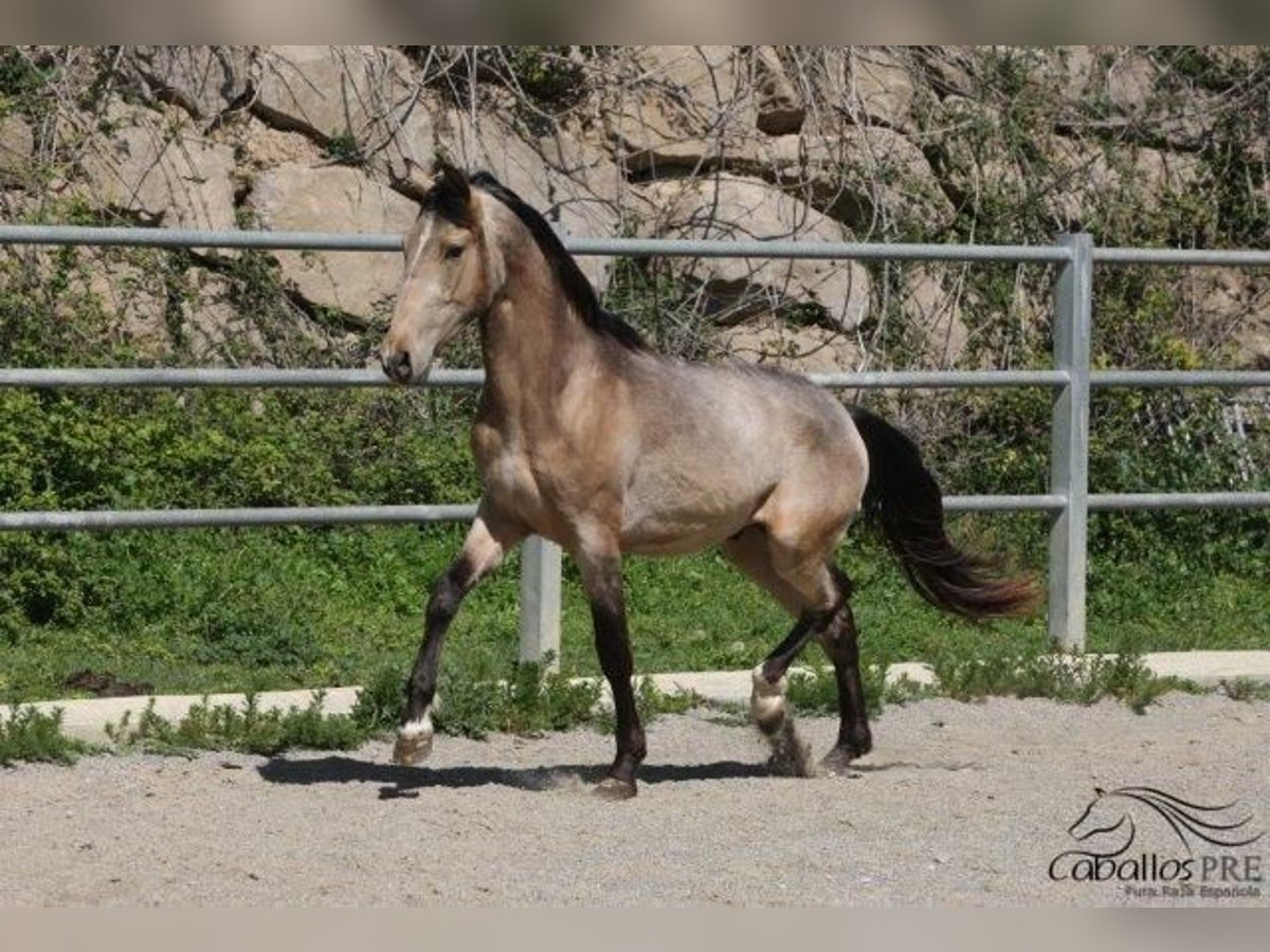 PRE Hengst 3 Jaar Buckskin in Barcelona