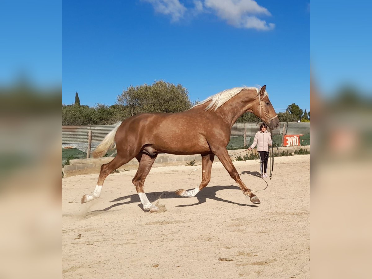 PRE Mix Hengst 3 Jaar Palomino in Navarra