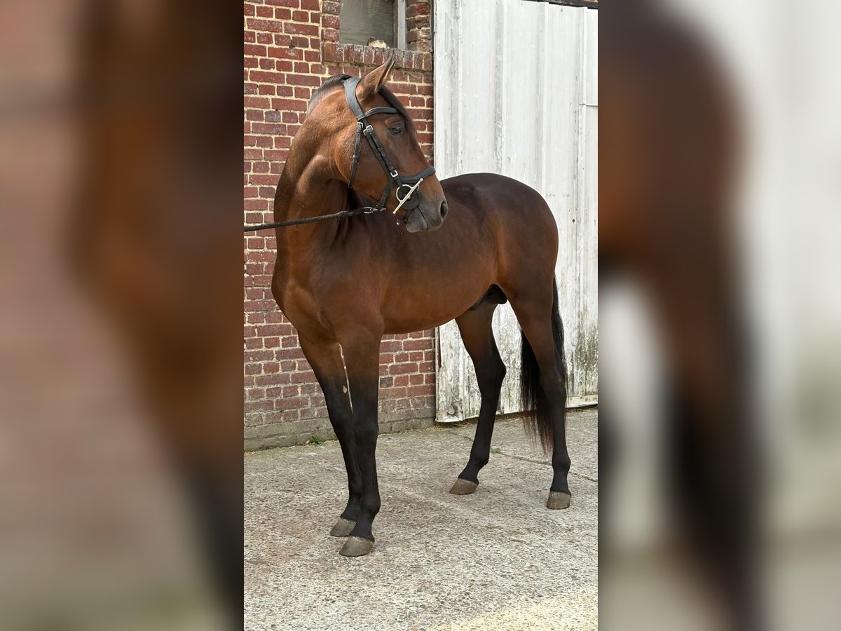 PRE Mix Hengst 3 Jahre 150 cm Brauner in Ep&#xE9;nancourt