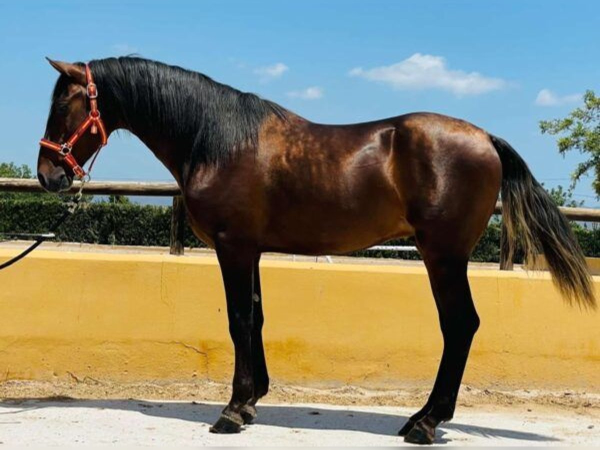 PRE Hengst 3 Jahre 152 cm in Chiclana de la Frontera