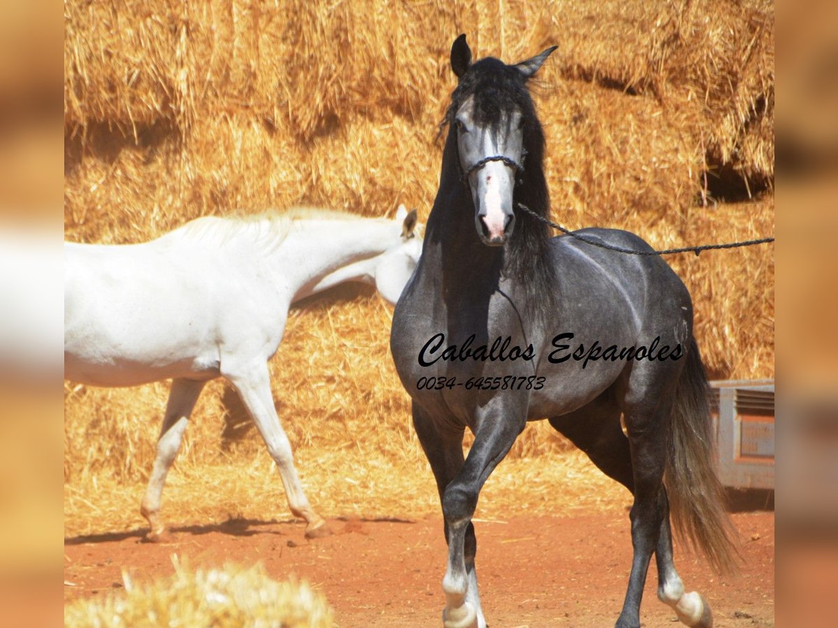 PRE Mix Hengst 3 Jahre 156 cm Rappschimmel in Vejer de la Frontera