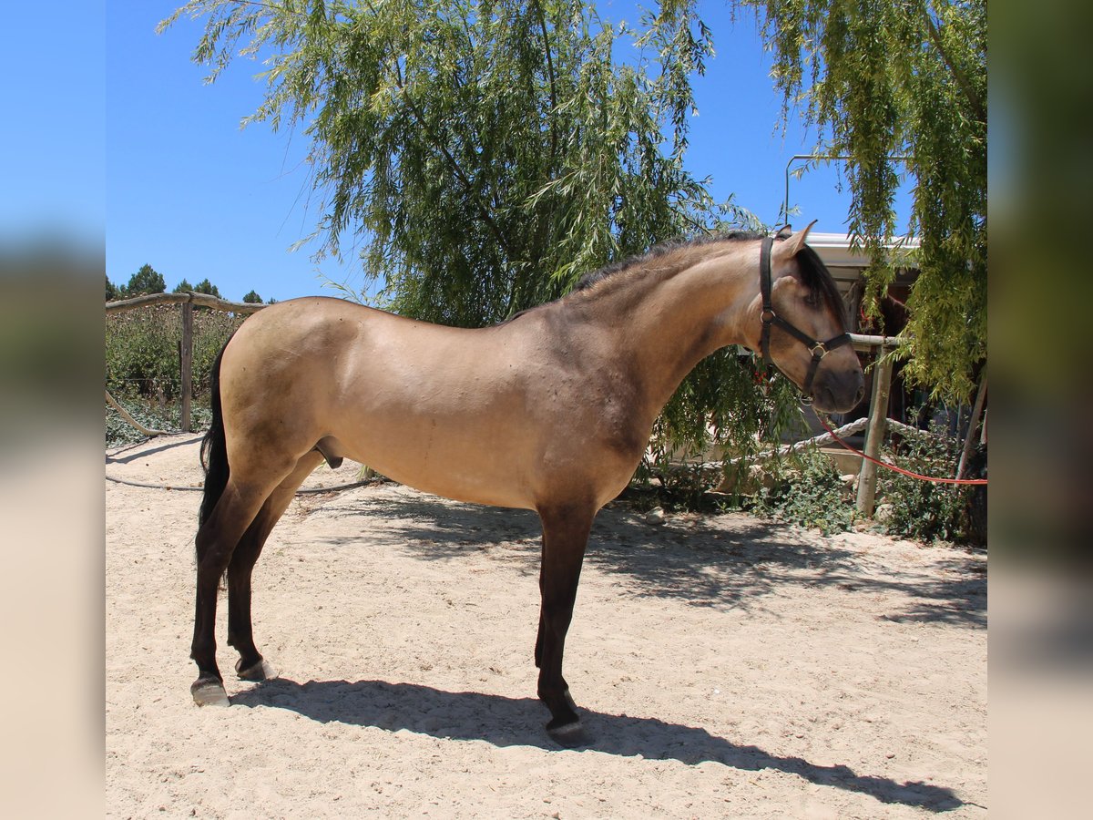 PRE Hengst 3 Jahre 157 cm Falbe in Vejer de la Frontera