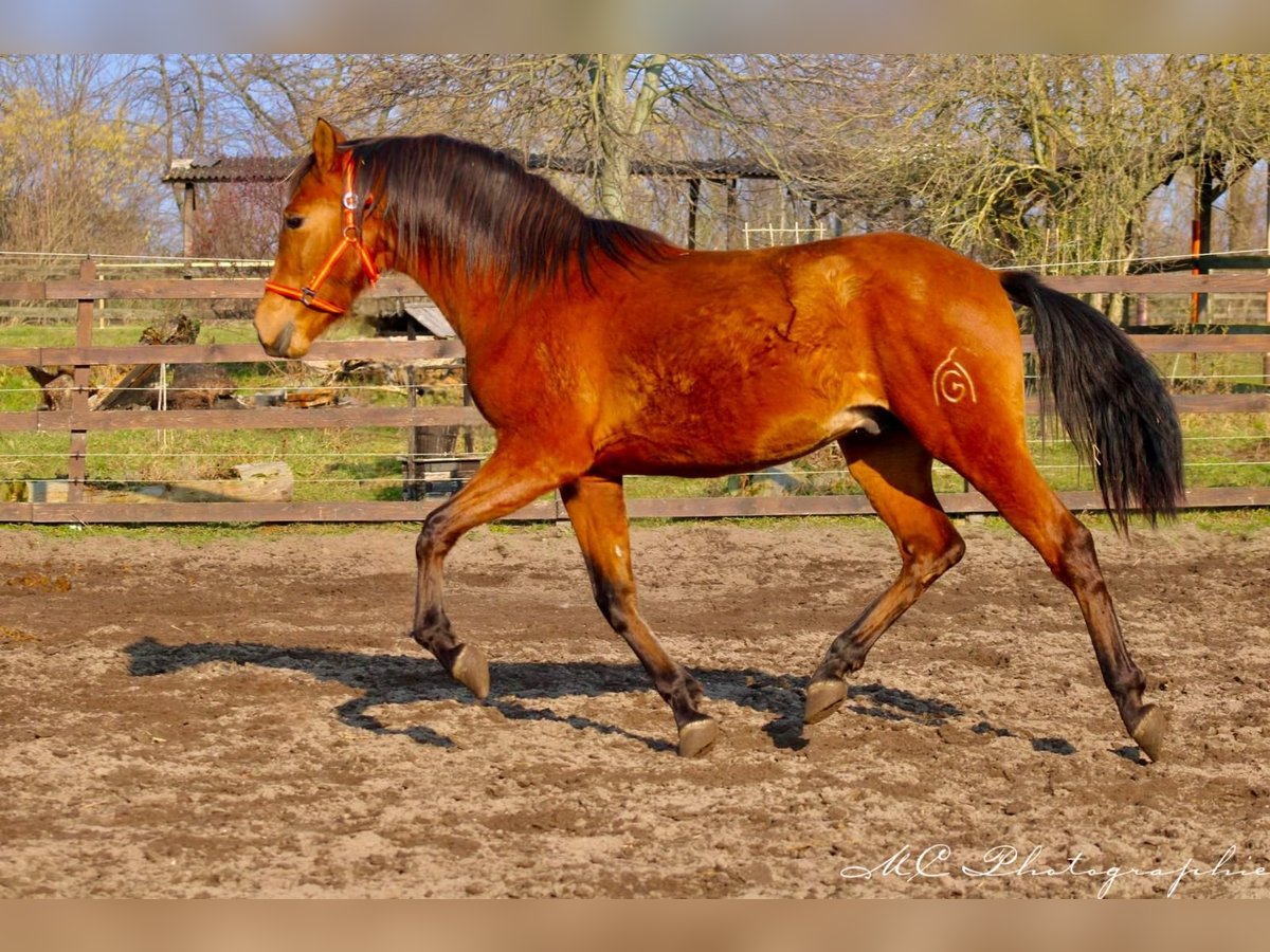 PRE Mix Hengst 3 Jahre 158 cm Brauner in Polenz