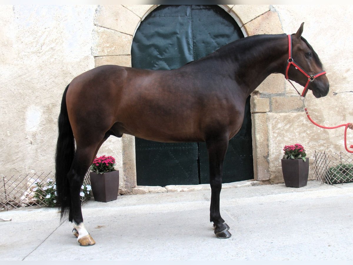 PRE Mix Hengst 3 Jahre 158 cm Dunkelbrauner in Hamburg