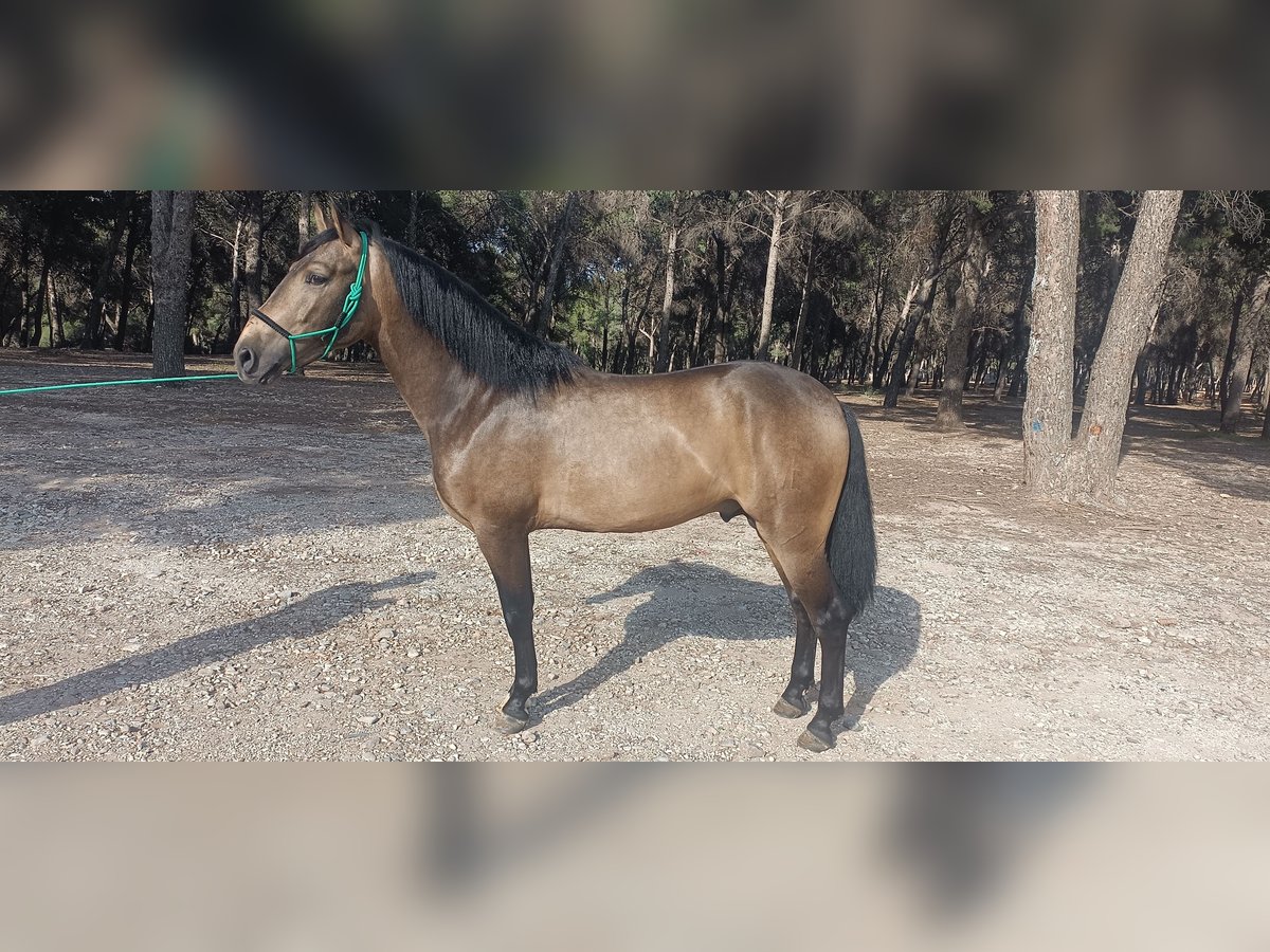 PRE Hengst 3 Jahre 158 cm Falbe in Torremolinos