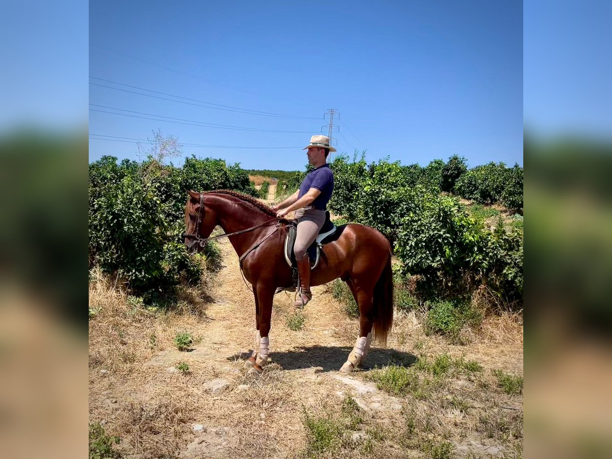 PRE Hengst 3 Jahre 158 cm Fuchs in Galaroza (Huelva)