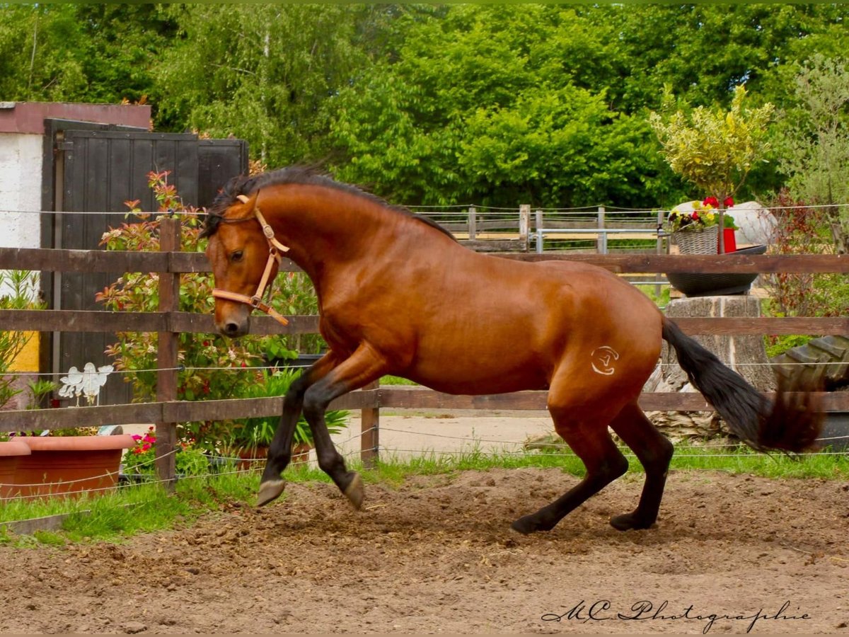 PRE Mix Hengst 3 Jahre 158 cm Hellbrauner in Polenz
