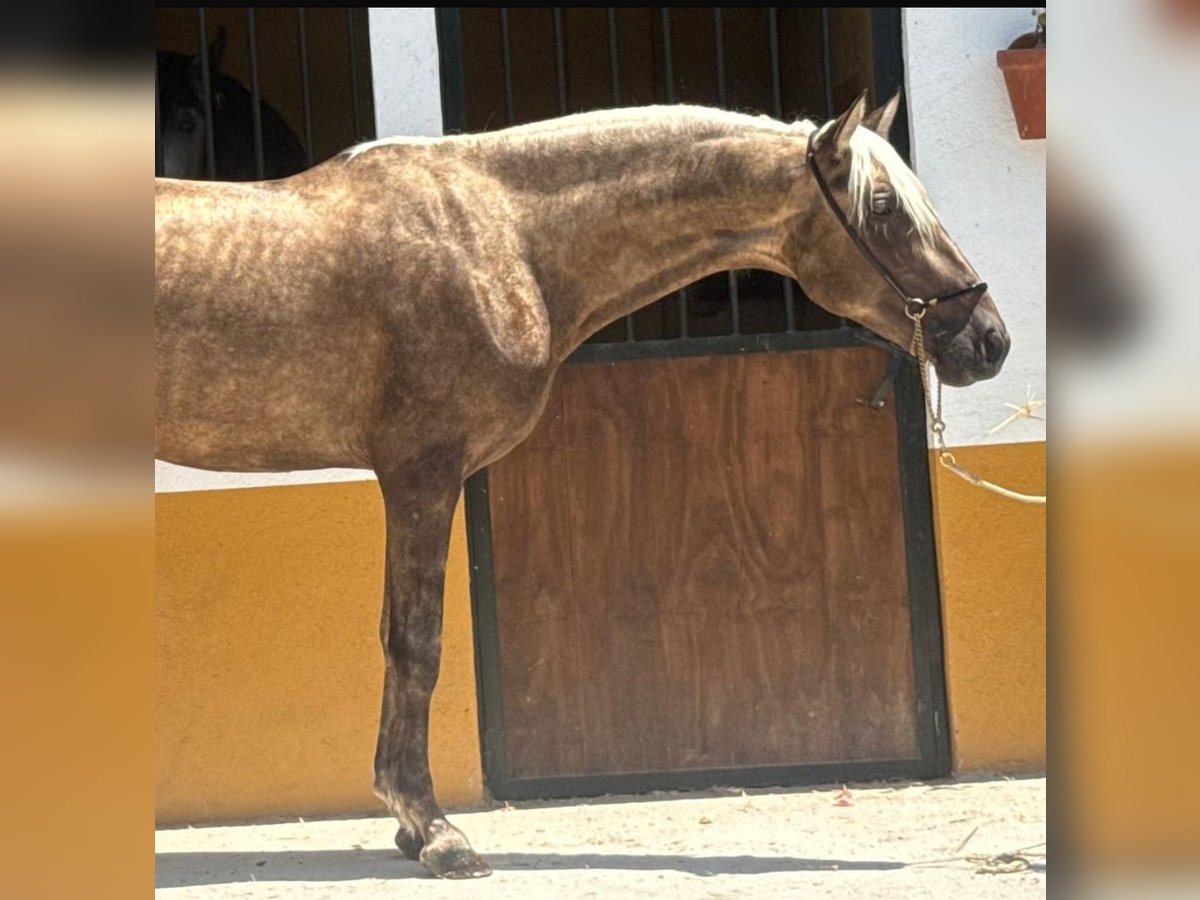 PRE Mix Hengst 3 Jahre 158 cm Palomino in Neu-Anspach