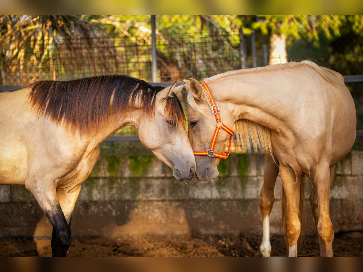 PRE Mix Hengst 3 Jahre 158 cm Palomino in Valencia