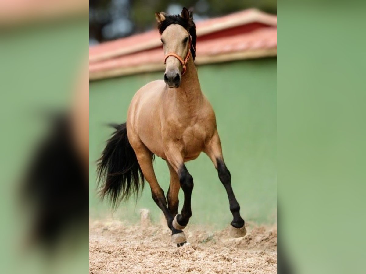 PRE Mix Hengst 3 Jahre 159 cm Buckskin in Valencia