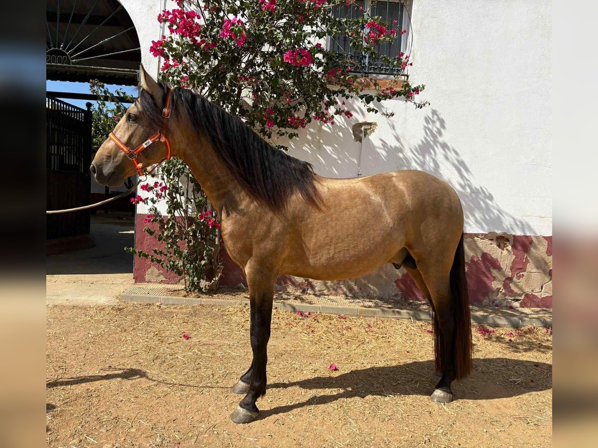 PRE Mix Hengst 3 Jahre 159 cm Falbe in Galaroza (Huelva)