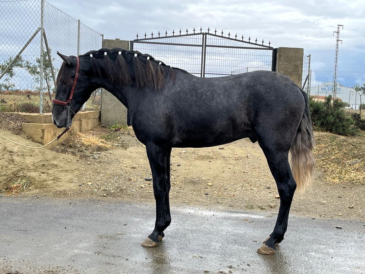 PRE Mix Hengst 3 Jahre 159 cm Schimmel in Tabernas