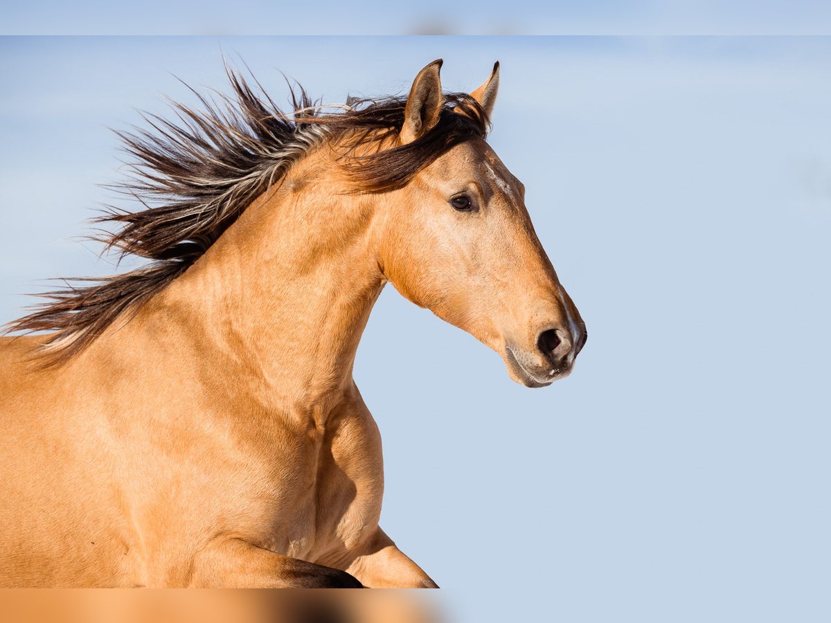 PRE Mix Hengst 3 Jahre 160 cm Buckskin in Ammerang