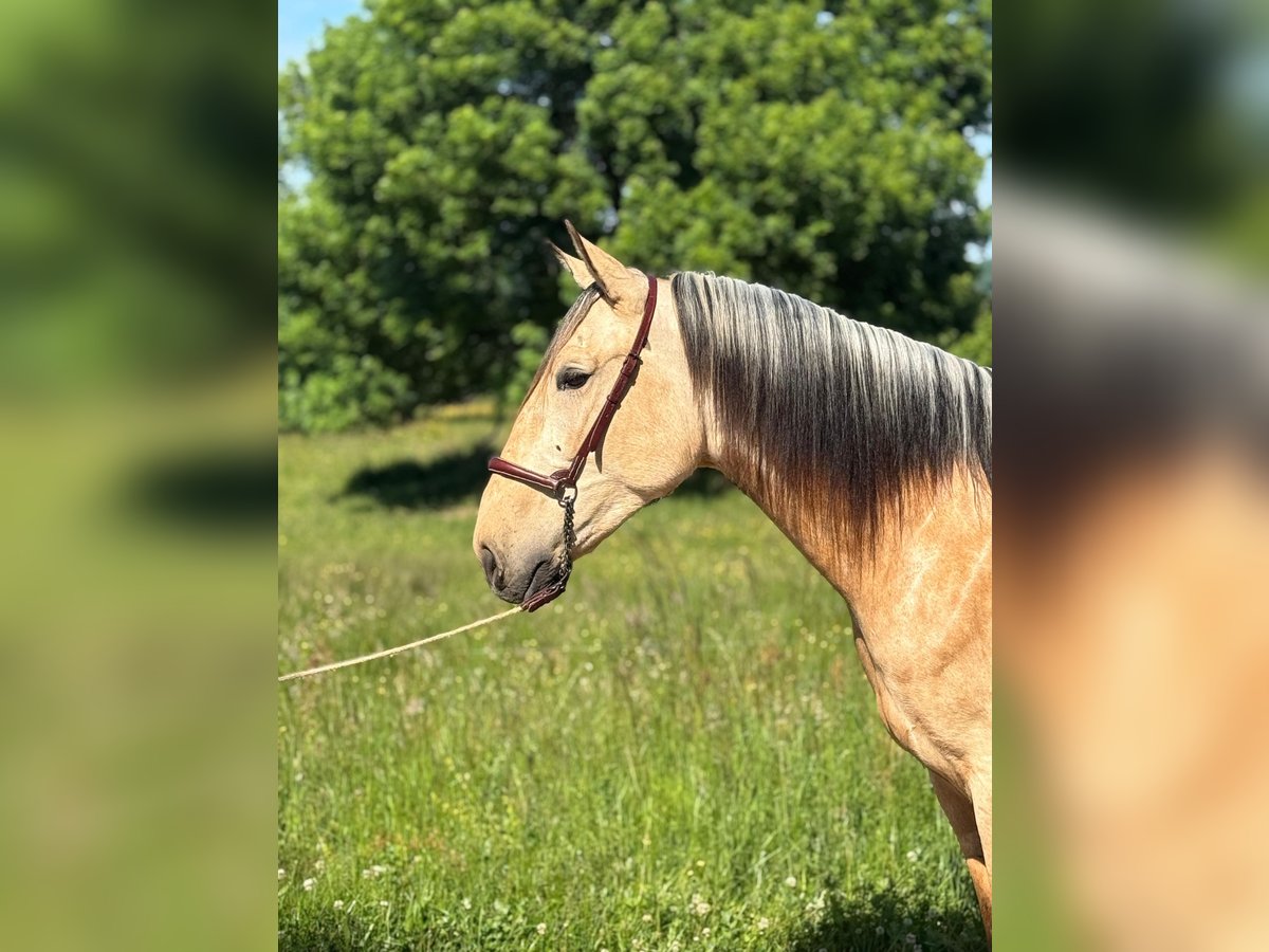 PRE Mix Hengst 3 Jahre 160 cm Falbe in CAUMONT