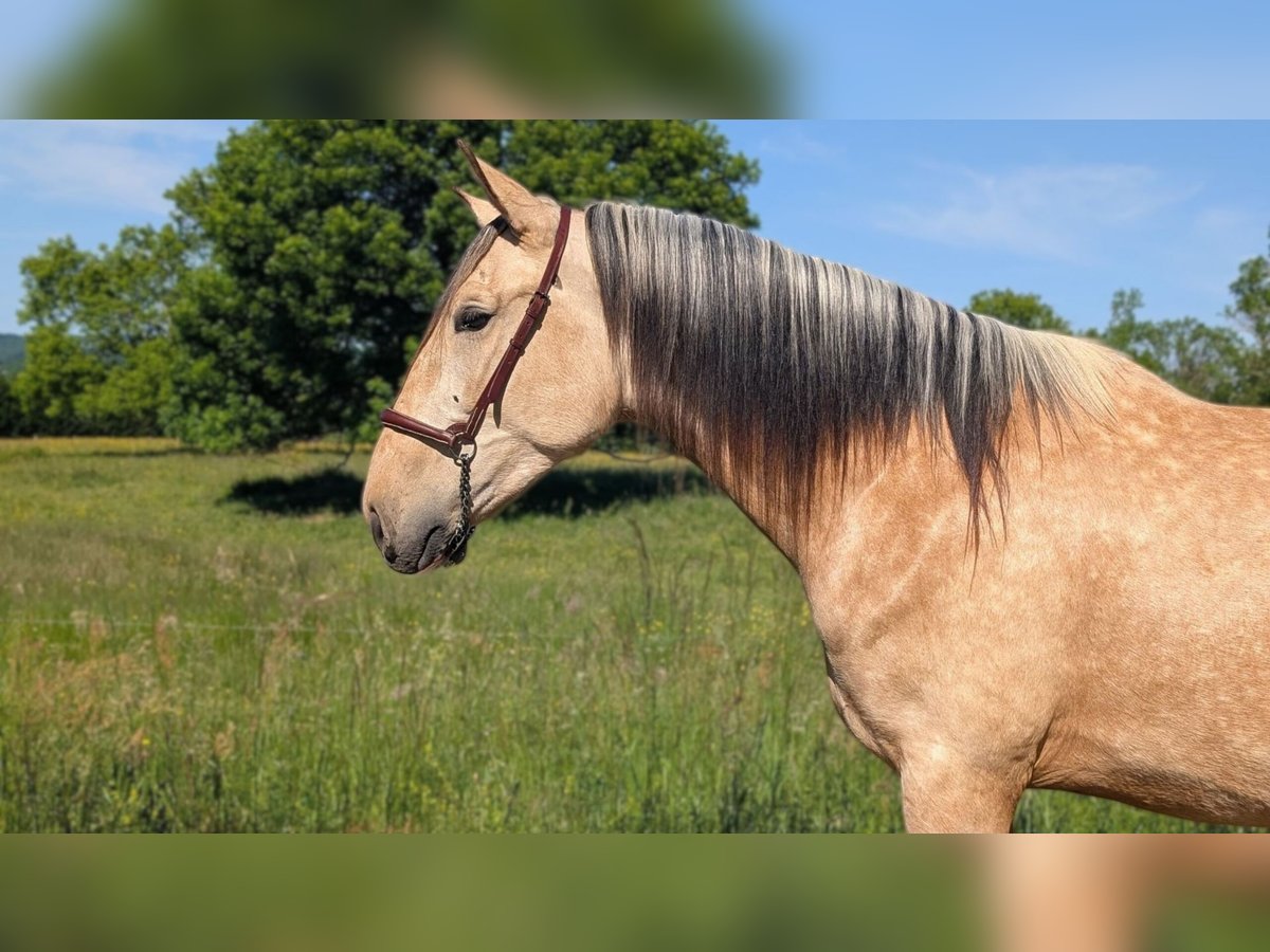 PRE Mix Hengst 3 Jahre 160 cm Falbe in CAUMONT