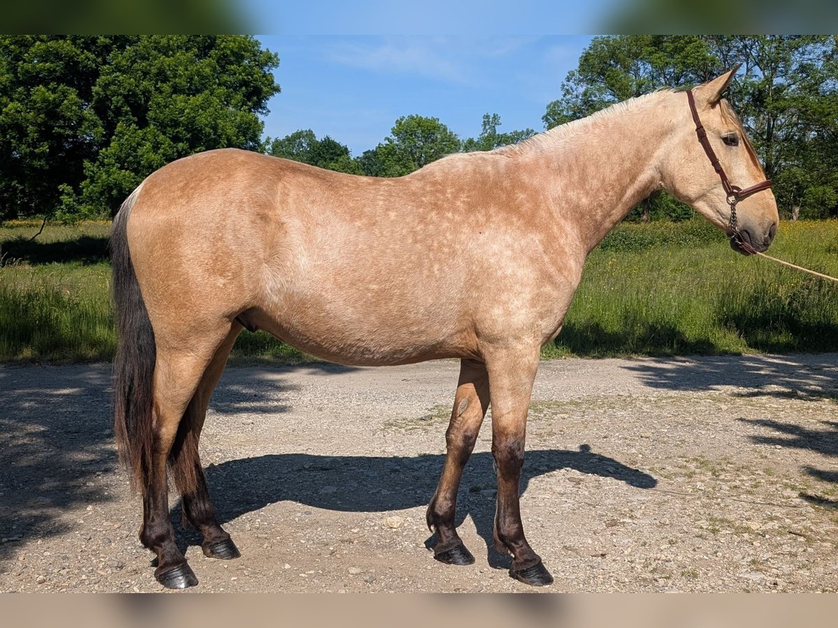 PRE Mix Hengst 3 Jahre 160 cm Falbe in CAUMONT