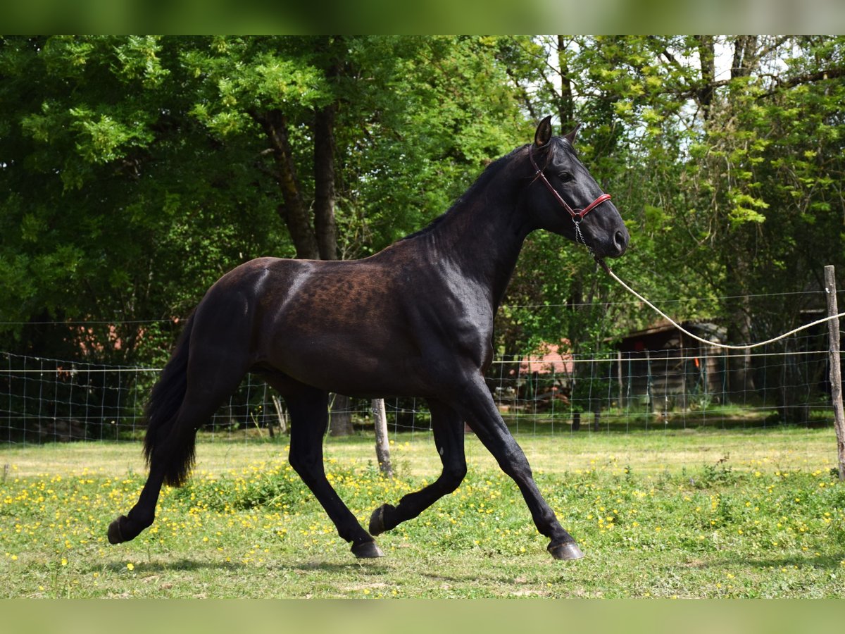 PRE Mix Hengst 3 Jahre 160 cm Rappe in Caumont