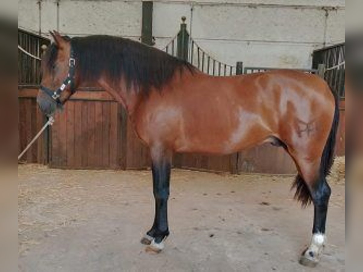 PRE Mix Hengst 3 Jahre 160 cm Rotbrauner in Malaga