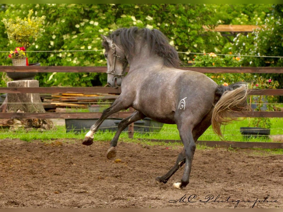 PRE Hengst 3 Jahre 160 cm Schimmel in /Polenz