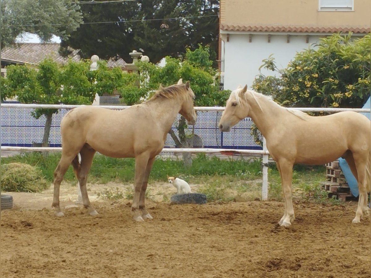 PRE Mix Hengst 3 Jahre 161 cm Palomino in Alicante